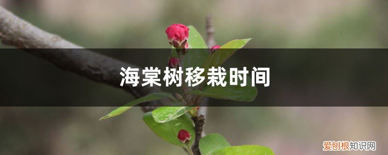 海棠果树什么时候移植 海棠树移栽时间