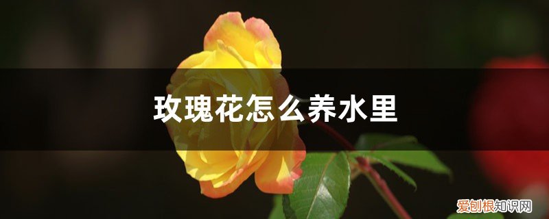 玫瑰花怎么养水里才能活 玫瑰花怎么养水里