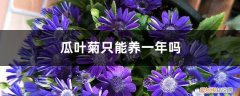 瓜叶菊多年生吗 瓜叶菊只能养一年吗