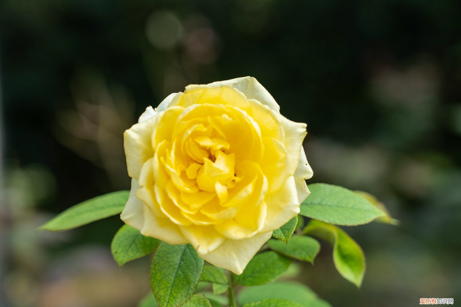 月季花的施肥方法有哪些 月季花的施肥方法