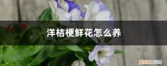 怎样养洋桔梗花 洋桔梗鲜花怎么养