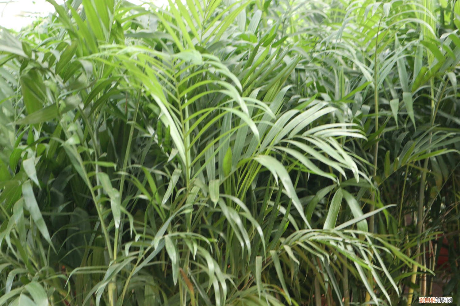 夏威夷椰子好养吗 夏威夷椰子怎么养