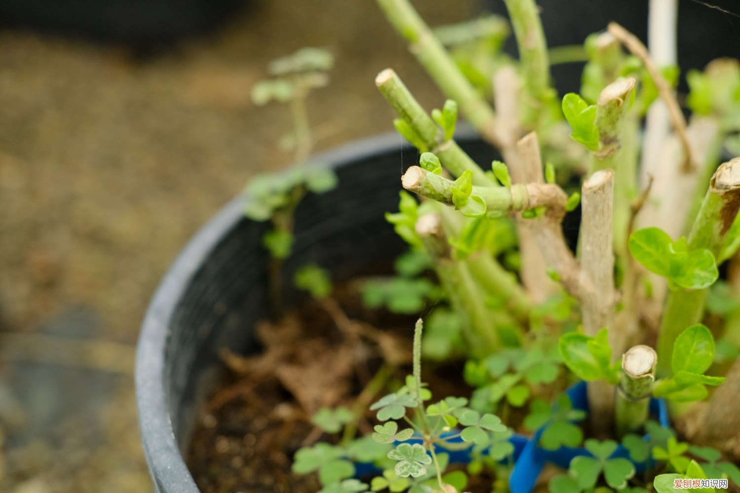 绣球好养吗,什么品种好养活 绣球好养吗，什么品种好养