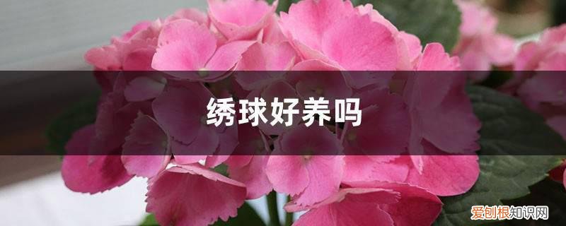绣球好养吗,什么品种好养活 绣球好养吗，什么品种好养