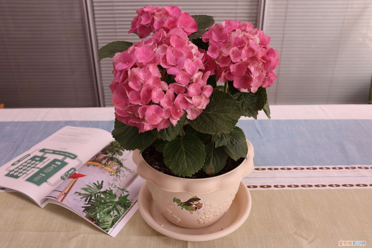 绣球好养吗,什么品种好养活 绣球好养吗，什么品种好养