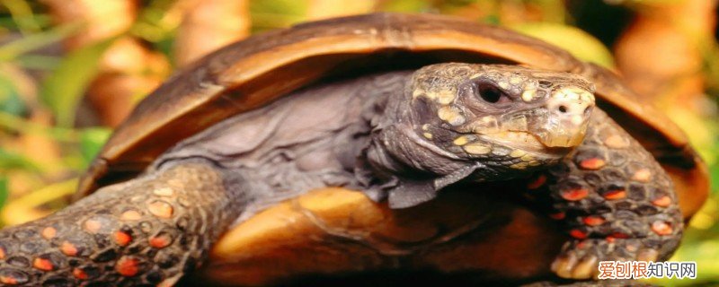 乌龟的特点有哪些特点 乌龟的特点