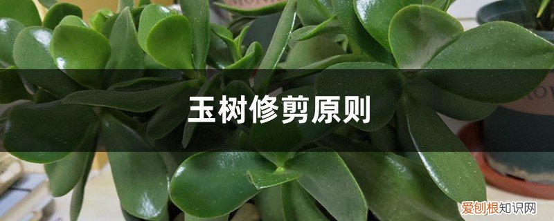 玉树何时修剪 玉树修剪原则