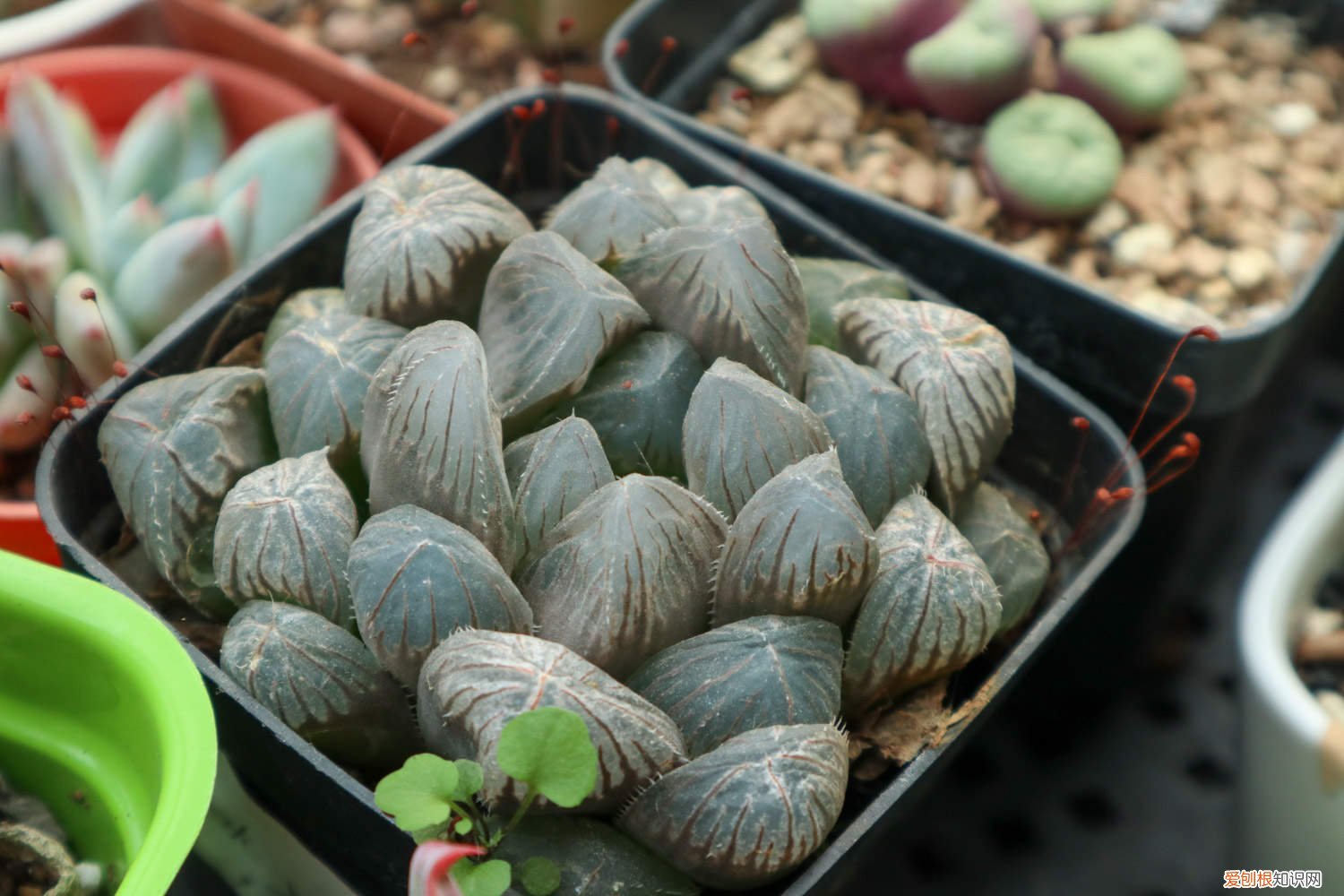 玉露割头怎么养 玉露砍头教程