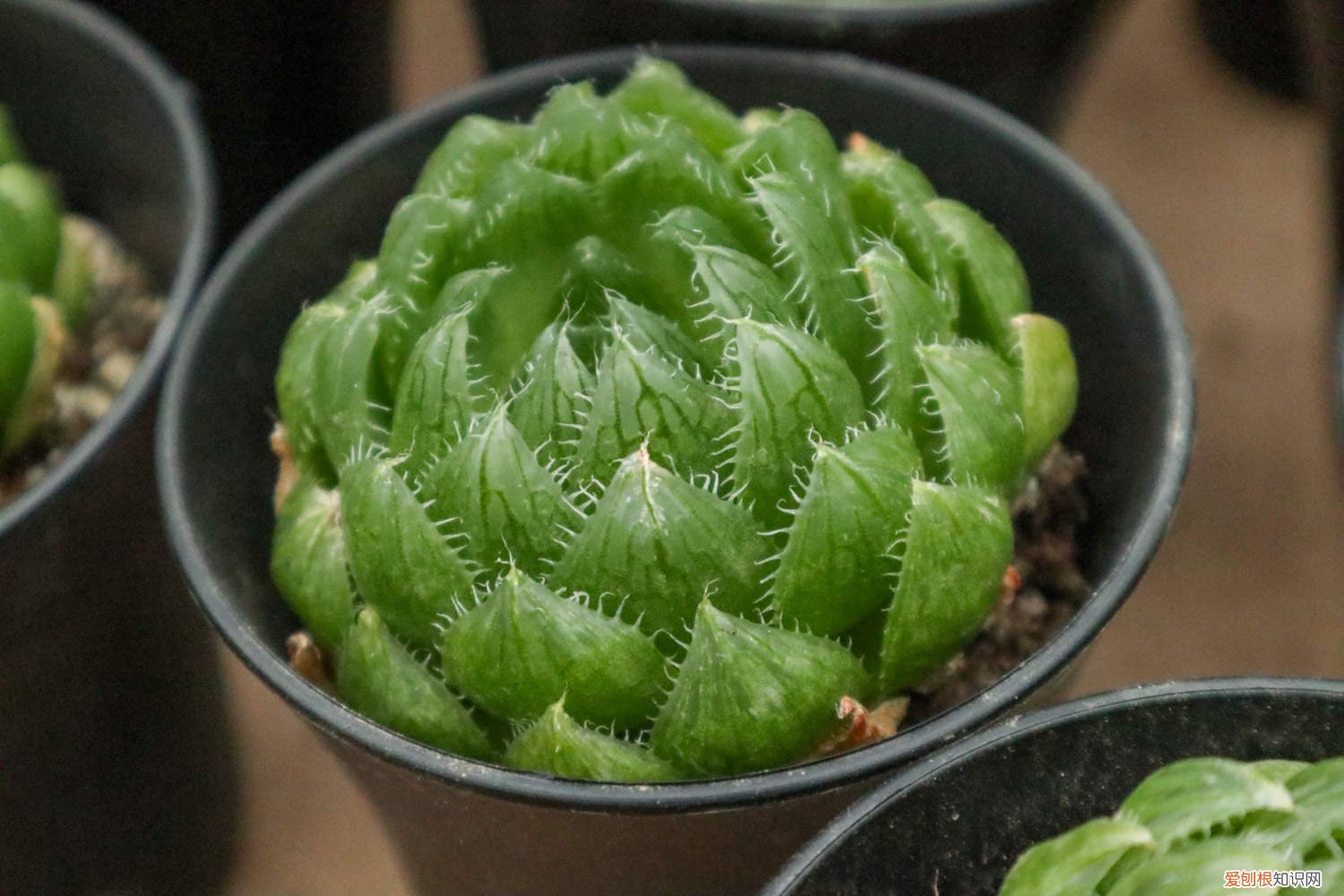 玉露割头怎么养 玉露砍头教程