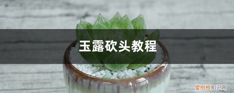 玉露割头怎么养 玉露砍头教程