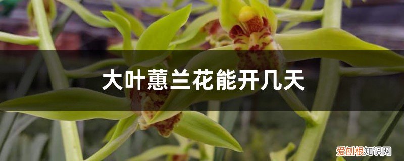 大花蕙兰什么时候开花几年能开花 大叶蕙兰花能开几天