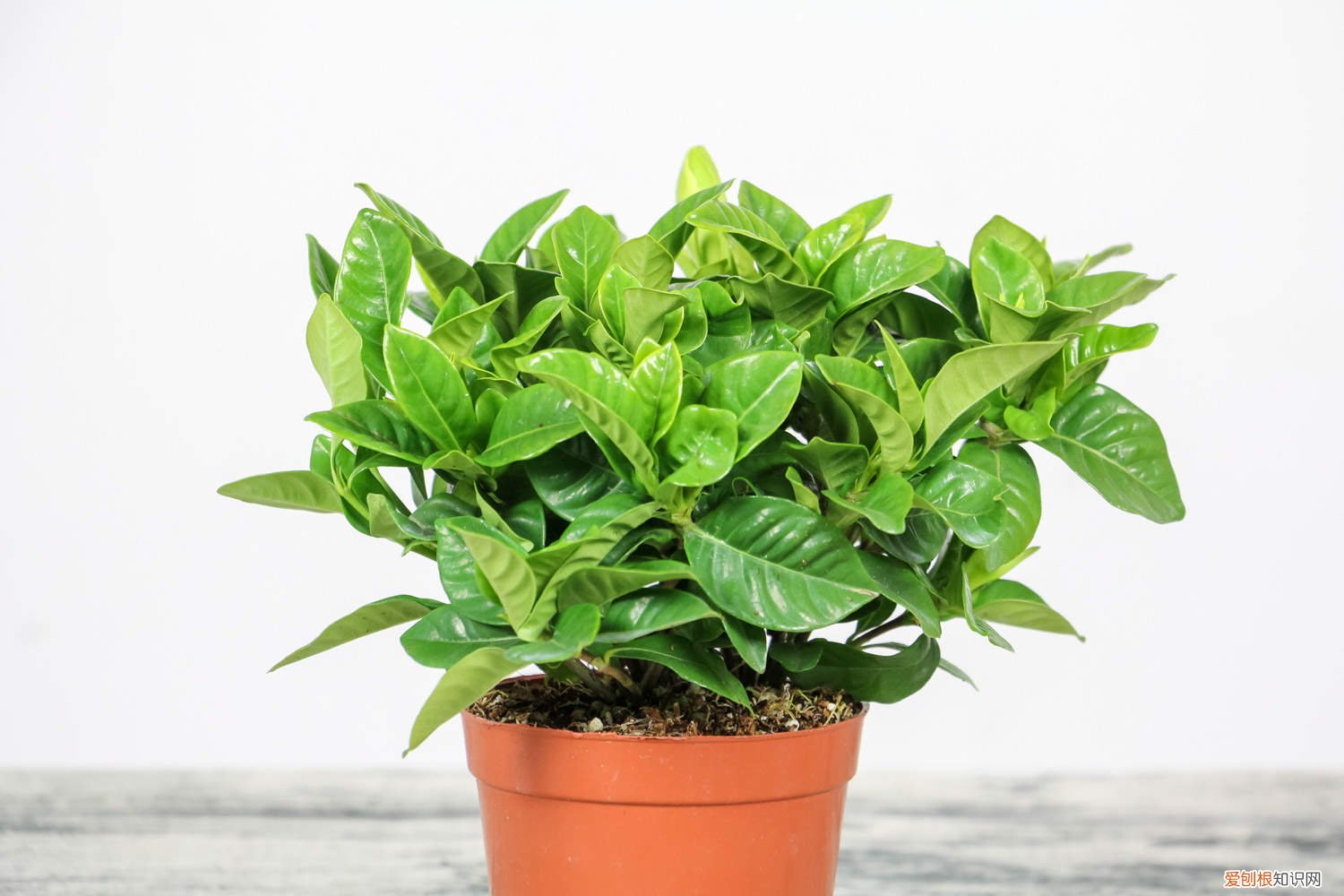 栀子花喜欢大水吗 栀子花喜欢水吗