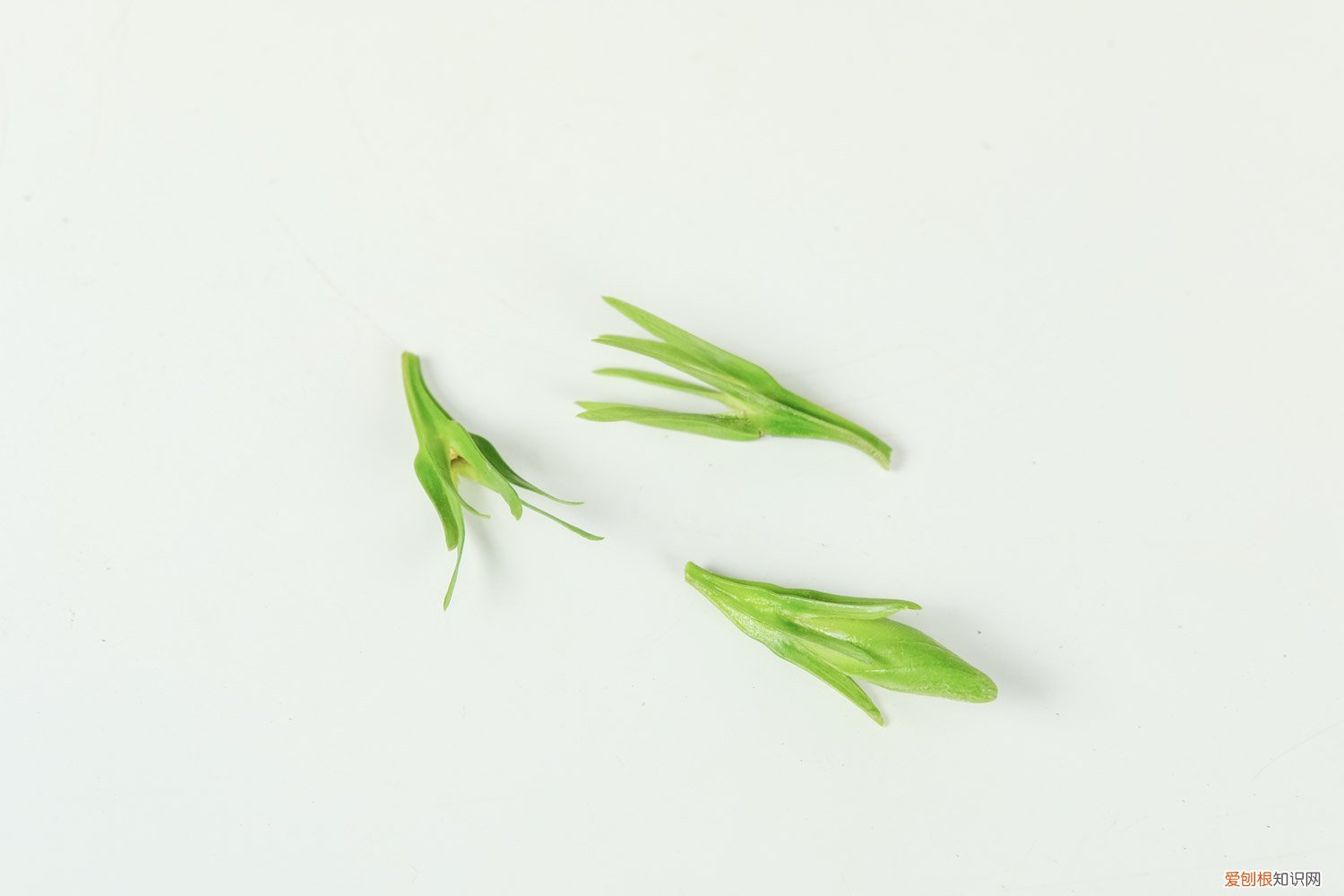 栀子花喜欢大水吗 栀子花喜欢水吗