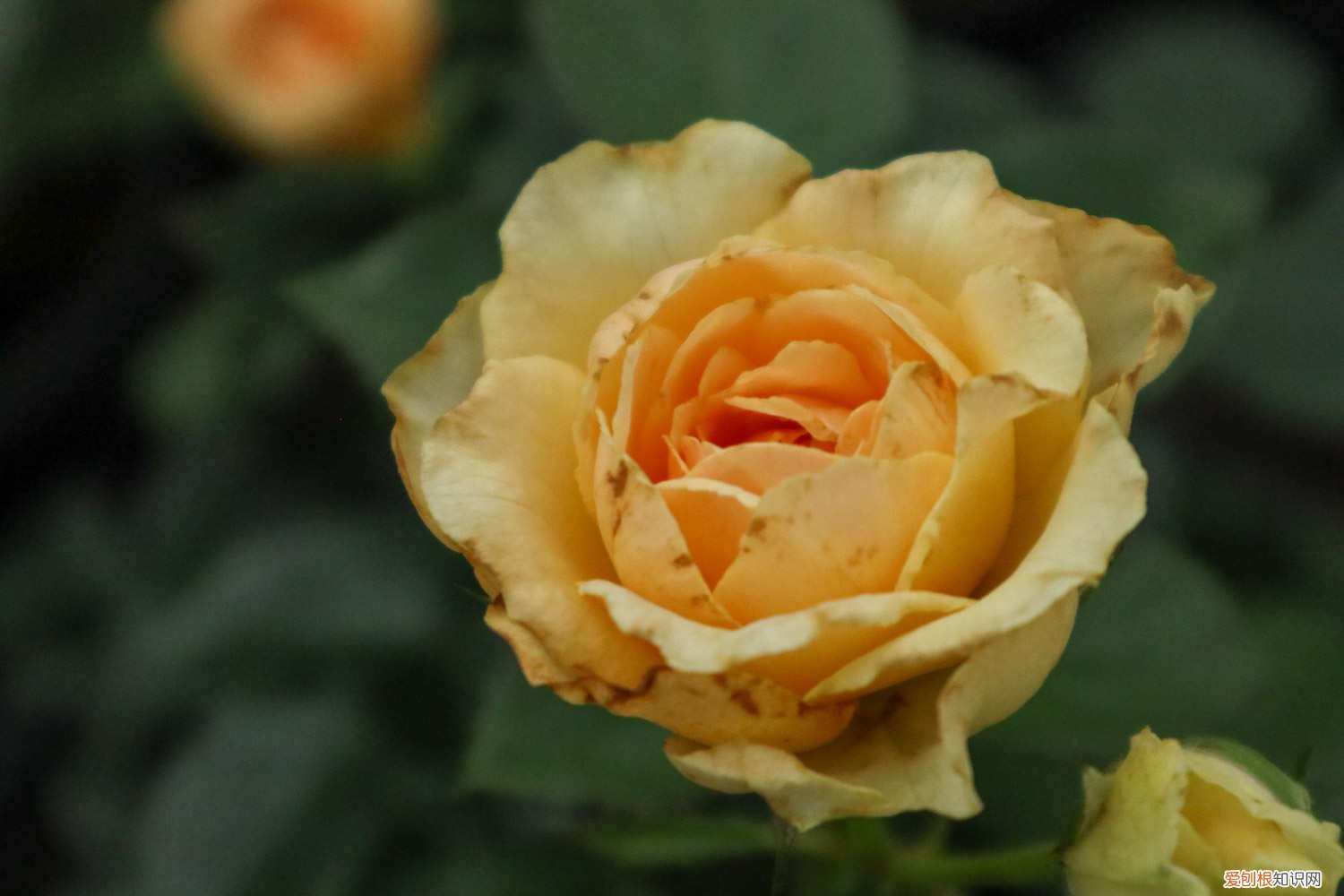 月季花嫁接方法和注意问题 月季花嫁接方法