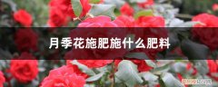 盆栽月季花施什么肥料最好 月季花施肥施什么肥料