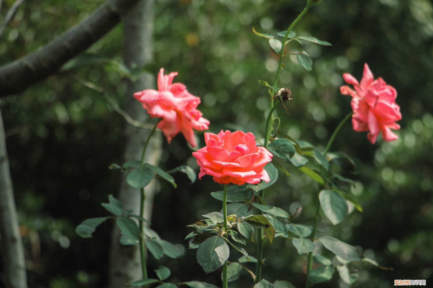 月季花是春天开的吗还是冬天 月季花是春天开的吗