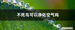 不死鸟可以放室内养吗 不死鸟可以净化空气吗