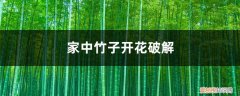 家中竹子开花破解,为什么开花就不见了 家中竹子开花破解，为什么开花