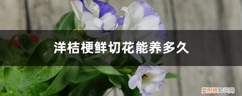 洋桔梗花可以养多久 洋桔梗鲜切花能养多久