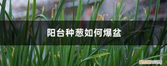 阳台花盆种葱 阳台可以种葱吗，如何养爆盆？