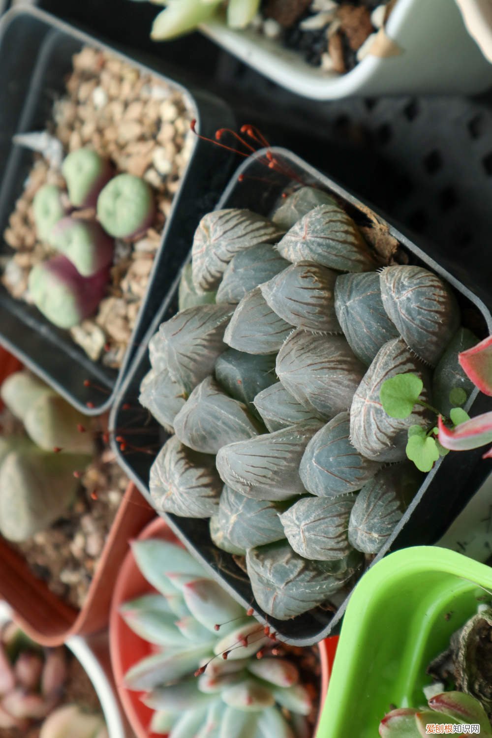 玉露中间长芽怎么办 玉露长出侧芽后怎么办