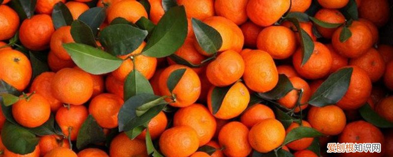 沙糖桔怎么修剪产量高 沙糖桔怎么修剪