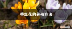 番红花种球种植方法和时间 室内养殖方法 番红花种球种植方法