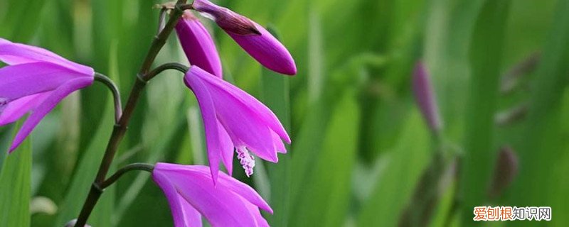 白芨种植价钱 白芨的种植方法，多少钱一斤