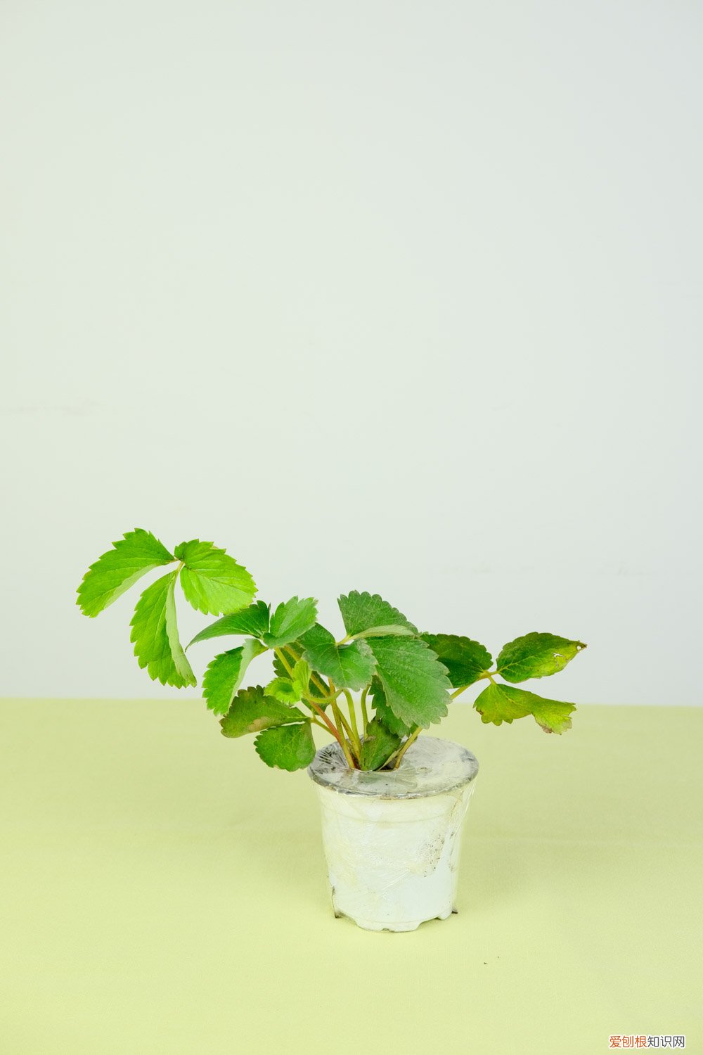 草莓种子的种植方法和时间 取种和催芽 草莓种子的种植方法，几月份播种