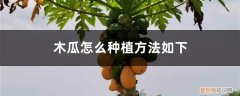 木瓜怎么种植盆栽视频 木瓜怎么种植盆栽