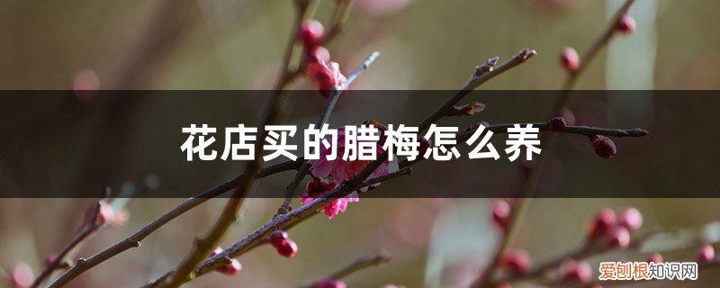 腊梅花水养怎么成干花 买回家的腊梅花怎么养，水培怎么养