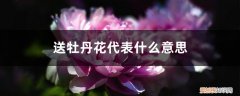 送牡丹的含义 送牡丹花代表什么意思