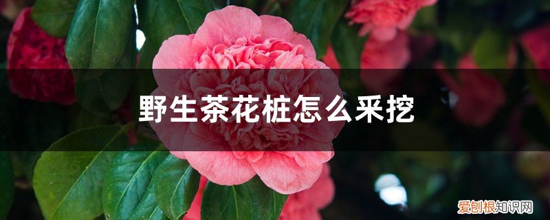 野生茶花树桩怎样移栽 野生茶花桩怎么釆挖