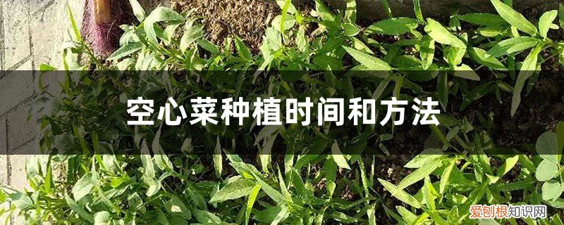 空心菜种植时间和方法 水培 大棚 空心菜种植时间和方法