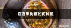 百香果树苗种植后怎么施肥 百香果树苗如何种植