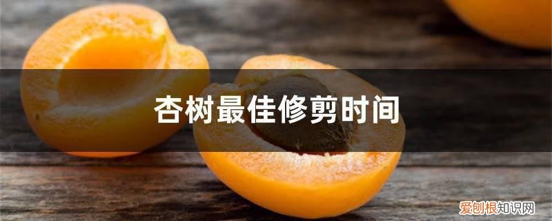 杏树何时修剪为最佳时间 杏树最佳修剪时间