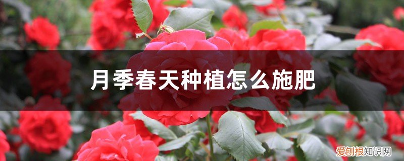 月季春季如何施肥 月季春天种植怎么施肥