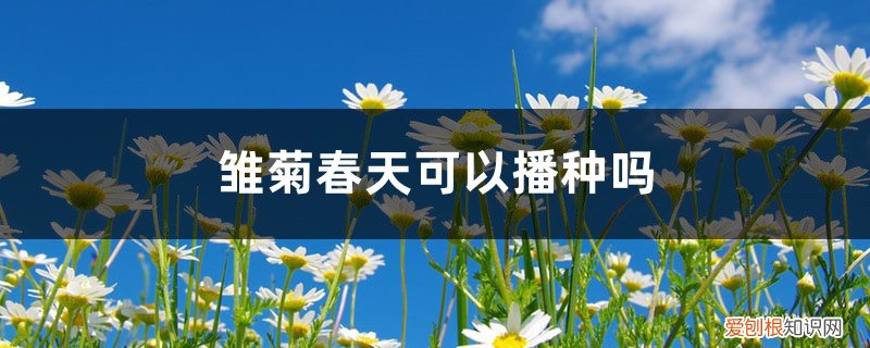 雏菊种子春天播种可以吗 雏菊春天可以播种吗