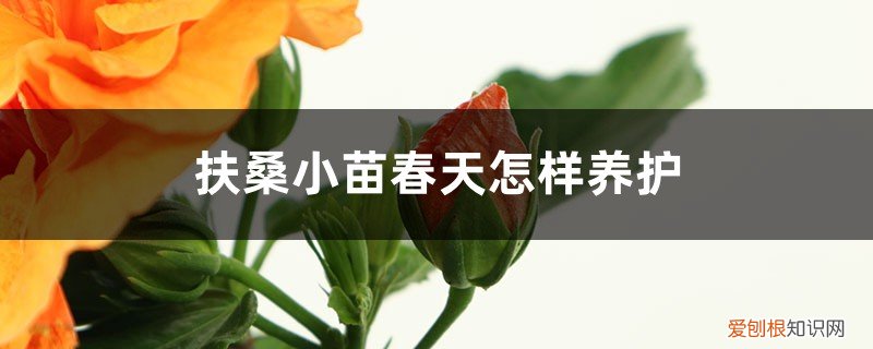 扶桑小苗怎样剪枝 扶桑小苗春天怎样养护