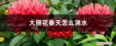 大丽花春天怎么浇水呢 大丽花春天怎么浇水