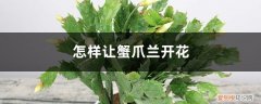 怎样促蟹爪兰开花 催花技巧 怎样让蟹爪兰开花