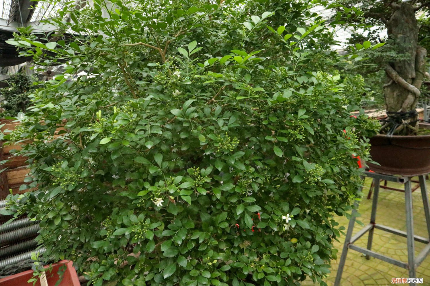 九里香的养殖方法和注意事项 盆栽 九里香的养殖方法