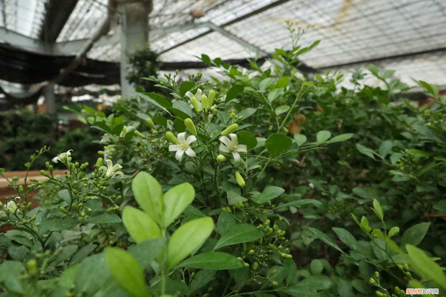 九里香的养殖方法和注意事项 盆栽 九里香的养殖方法