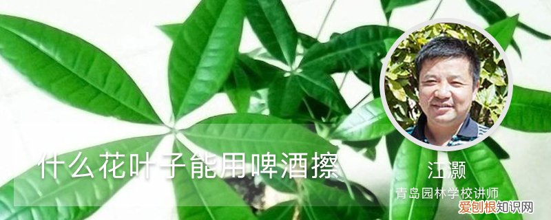 啤酒可以擦什么花的叶子 什么花叶子能用啤酒擦