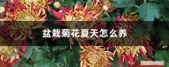 菊花夏天如何养 盆栽菊花夏天怎么养