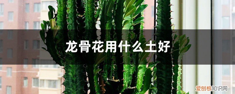 龙骨花用什么土好,用什么肥料好 龙骨花用什么土好，用什么肥