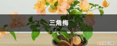 三角梅施什么肥花开得多 “三角梅”不开花？用这种“脏东西”作肥料，花朵开满墙！