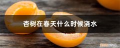 杏树在春天什么时候浇水比较好 杏树在春天什么时候浇水