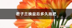 君子兰换盆后能施肥吗 君子兰换盆后多久施肥