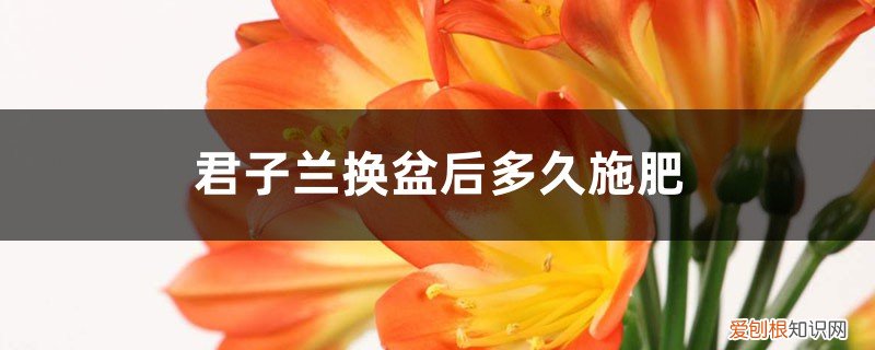 君子兰换盆后能施肥吗 君子兰换盆后多久施肥